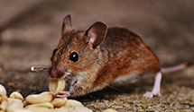24 Hour & Emergency Exterminators in Middleburg, NC